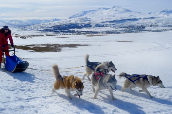Iceland Dogsledding
